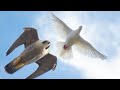 Falcon Peregrine attacking pigeons. Сокол Сапсан нападает на голубей