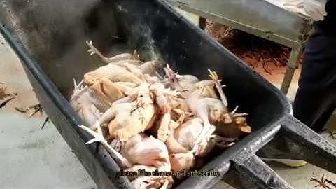 Saib peb hmoob Meskas chaw tua qaib nyob rau Minnesota