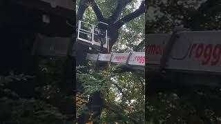 Rotbuche - Astbruch aufarbeiten - Totholzpflege