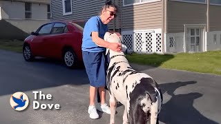 Giant Dog Runs To Say Hi To Everyone In His Town | The Dove