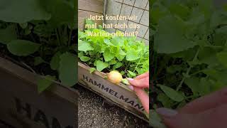 Radieschen Verkostung - hat sich das Warten gelohnt? #radieschen #verkostung #garten #gemüse #mai
