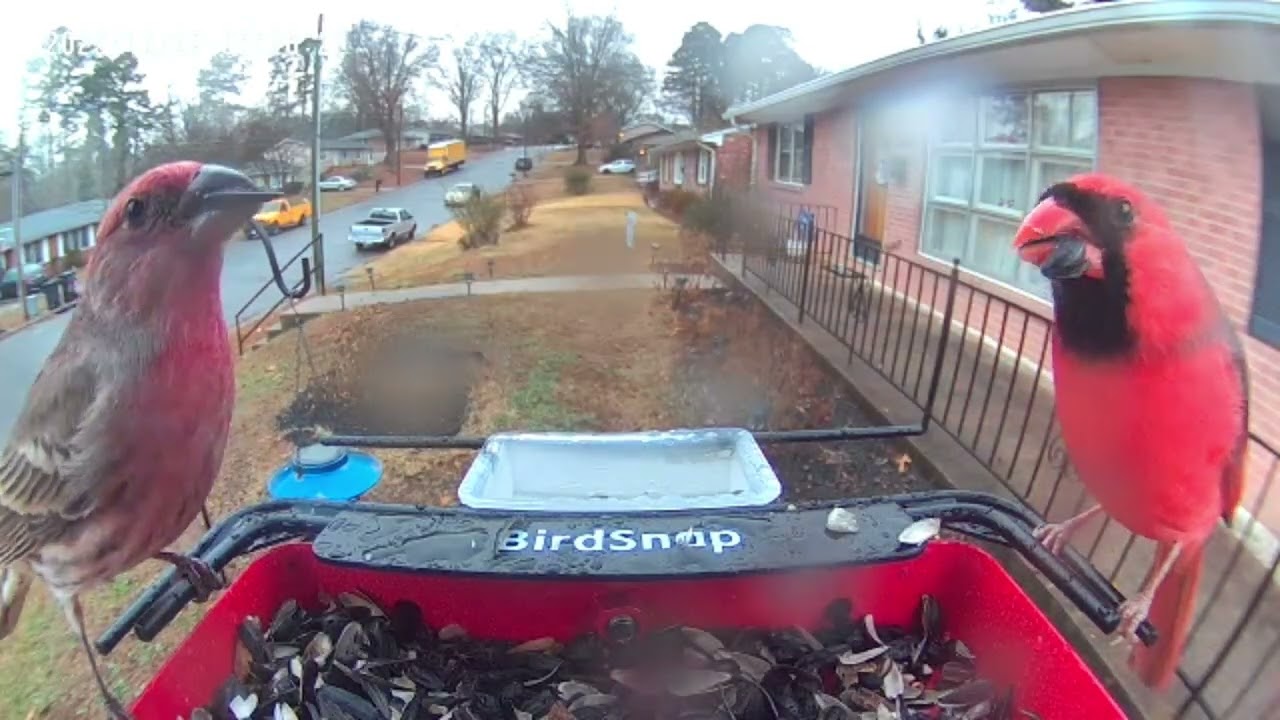 Cardinals & Finches in a 3-Minute Feeding Remix