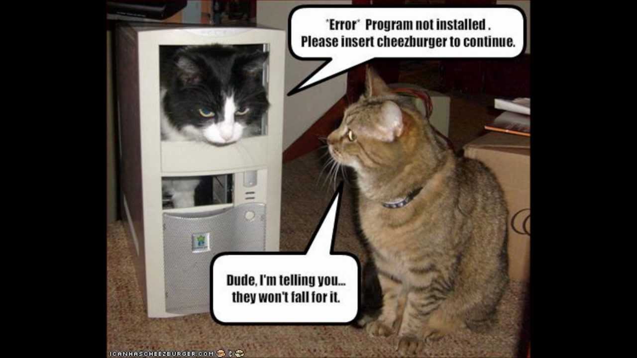 Very Funny Cats 1 