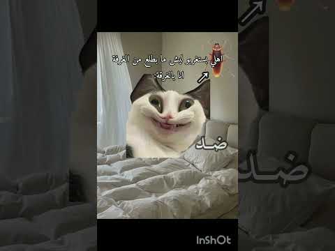 بخزييي مش زابط بدون موسيقى اكسبلور قطط ضحك