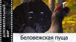 Беловежская пуща (2025) | Документальный фильм