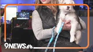 Petline9: Soul Dog Rescue