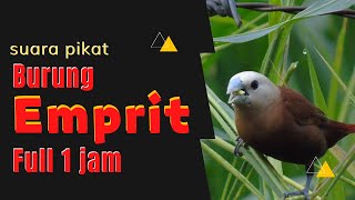 Suara Alam: Suara Pikat Burung Emprit Jernih Full 1 Jam