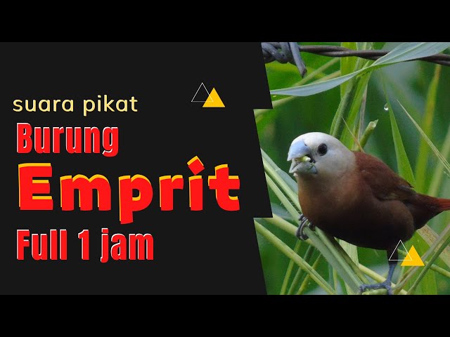 Suara Alam: Suara Pikat Burung Emprit Jernih Full 1 Jam class=
