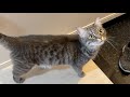 猫が鳴いたら即終了の生配信(自宅警備編)