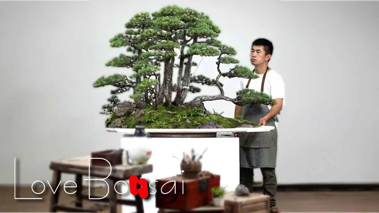 Today's forests are no longer in paintings but in pots.#bonsai #garden #bonsaitree #lovebonsai