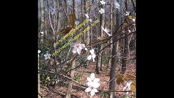 The Non-Nonconformists - Henley Regatta/More, More, More