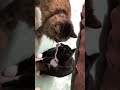 素直になれないマール【猫動画】キジトラbrowntabby白黒猫tuxedocat
