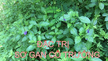 Cỏ Roi Ngựa ( Mã Tiền Thảo ) Trị Bệnh Xơ Gan Cổ Trướng