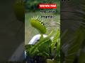 গাছ নাকি শিকারি? ভেনাস ফ্লাই ট্র্যাপের ভয়ংকর সত্য! | Venus Flytrap Facts. #banglafacts #worldfacts
