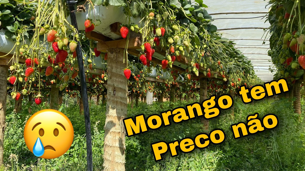 Morango sem comércio no Espírito Santo 😢
