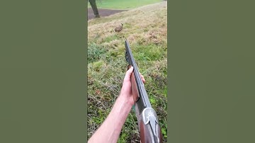 Hare hunting goes wrong, how did I miss That?
