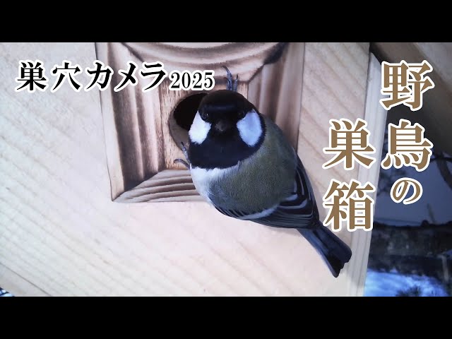 ★自由な愛★ リモージュボックス 鳥 母鳥 卵 ☆自由な愛☆ リモージュボックス 鳥 母鳥 卵 美術品