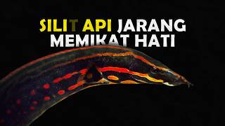 REASONS WHY BUYERS IN INDONESIA RARELY CONSIDER THE SILI FISH