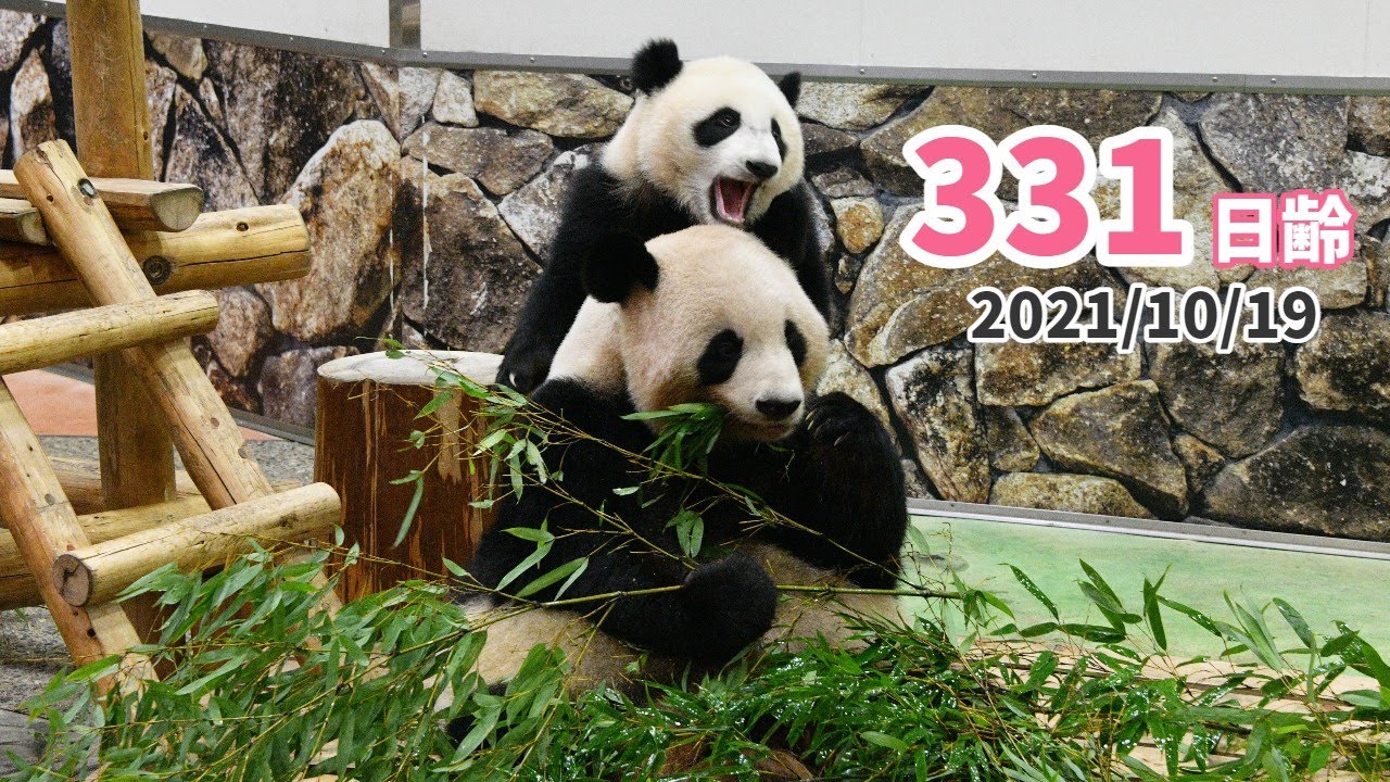 くましゃん、落花生人(毛はえちゃった)、へびしゃんぽしぇっと パンダの赤ちゃん（楓浜）】朝から元気いっぱい☆（331日齢
