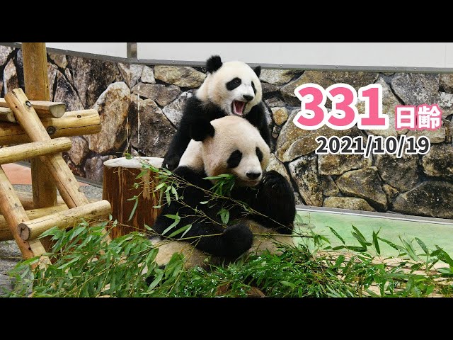 パンダの赤ちゃん（楓浜）】朝から元気いっぱい☆（331日齢） - YouTube