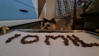 Cat celebrates 10 million views on YouTube by Cookie the Calico 7,054 views 2 years ago 44 seconds