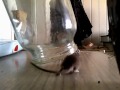 как поймать мышку