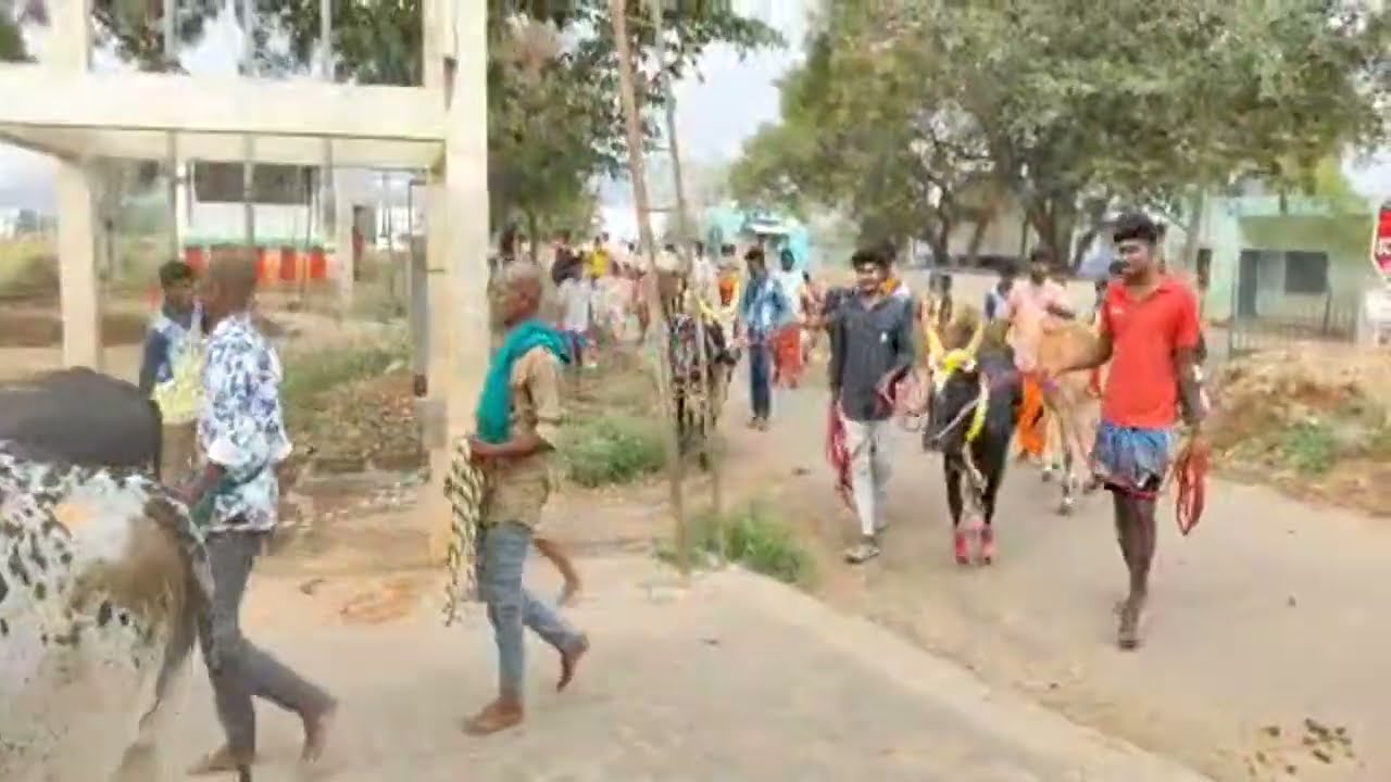  தைப்பொங்கல் ஜல்லிக்கட்டு பெருமாள்கோவில்பட்டி 2026 3