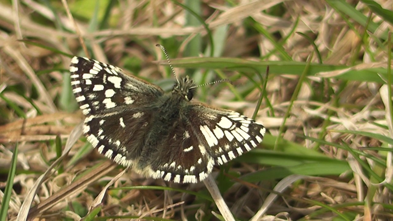 Grizzled Skipper (Pyrgus malvae) Asymmetrical? Gynandromorph? Aberration 'taras'
