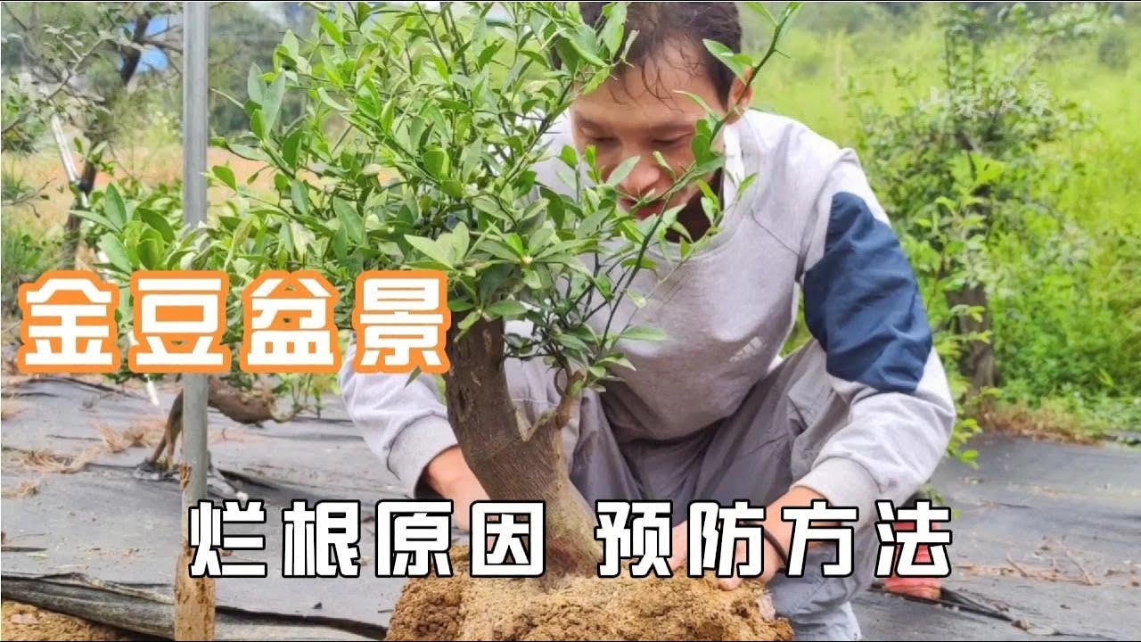 The main causes of golden beans rotten roots and methods to prevent rotten roots金豆爛根的主要原因及防止爛根的方法