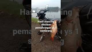 Hsil Mancing Dikolam Pemancingan Ys 1 Semarang