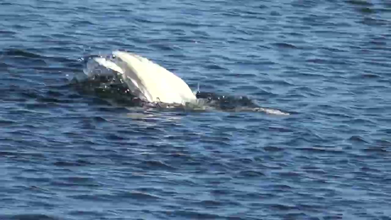 冬物語 奥入瀬川の白鳥と水鳥