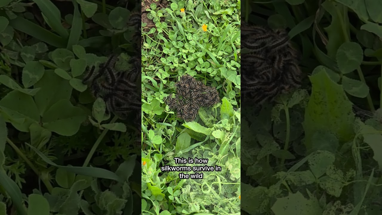 Silkworms don’t cuddle—but this still matters 