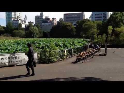 上野不忍池