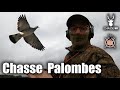 MAGNIFIQUE CHASSE DES PIGEONS RAMIERS - GROSSE MIGRATION !!