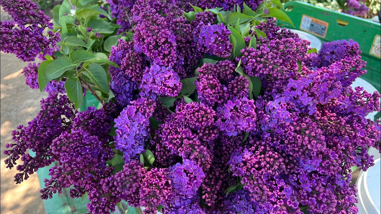 Beautiful Lilac Farm in Acton, California YouTube