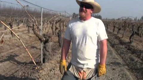 Meet Fresno County Grape Grower Jared Allred