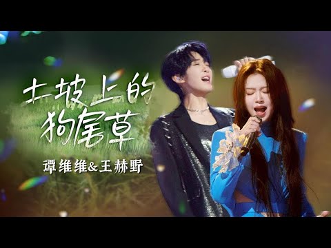 土坡上的狗尾草(Live)谭维维&王赫野「土坡上狗尾巴草摇啊，摇得人眼泪掉」【🎧AI高质音乐/拼音动态歌词 Lyrics】ENGLISH TRANSLATION #Coolmusic1881