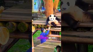 the Panda who naver forgot his carrot😱#viral #funny #panda#animals #shorts