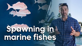 Famous Spawning in marine fishes | Fisheries Science Net Worth
