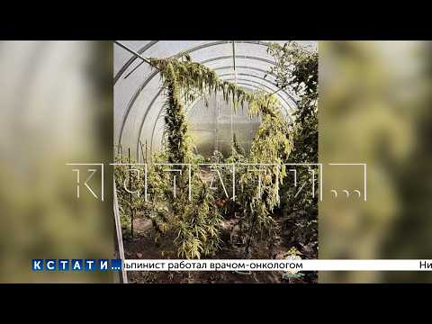 Drug-containing plants are still growing on the property even after the grower was exposed