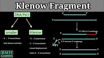 Klenow Fragment | How Klenow Fragment Is Formed |