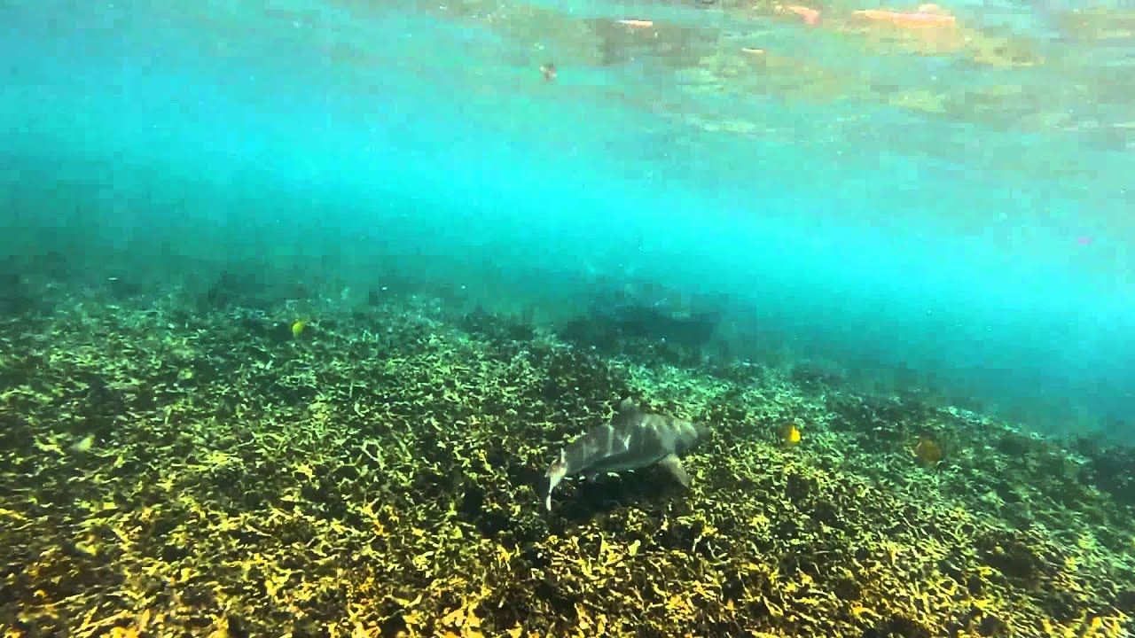 5 Black-Tip Reef Sharks Thian Og Bay, Koh Tao, Thailand 3/21/14