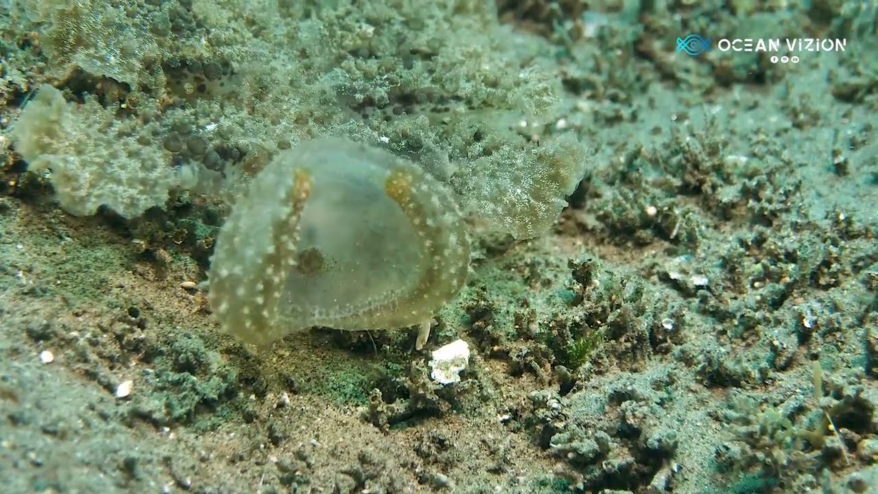 Predator Nudibranch Feeding ( Melibe )
