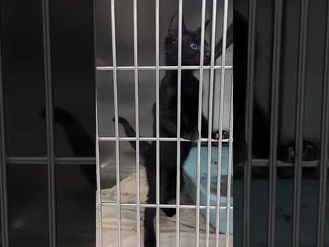 Domestic Short Hair Kitten For Adoption - 4 Months, Black Beauty from Subang Jaya, Selangor