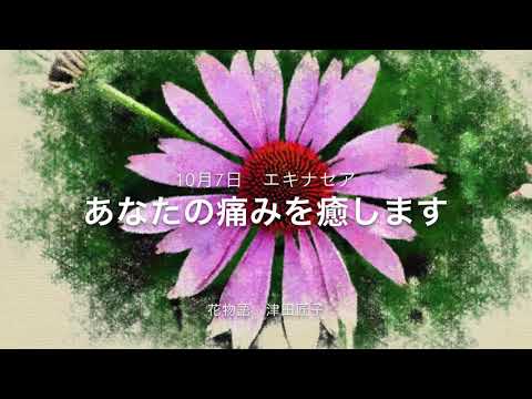 10月7日 誕生花 エキナセア Youtube