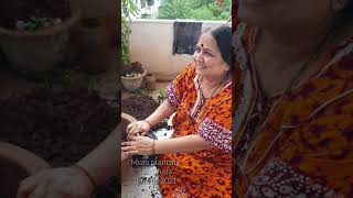 Mum planting SonChafa in Aangan