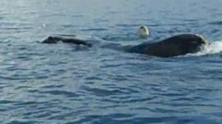 whale swimming by boat (trimmed).AVI