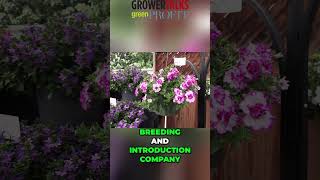 Thumbelina Double Petunias @GrowerTalks