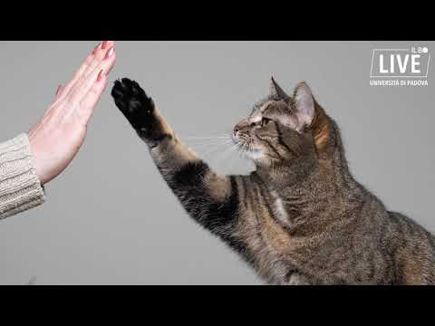Video: Gatti In Casa: Un Movimento Sanitario Per L'ambiente E Per I Felini