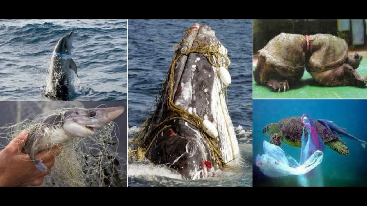 Живые существа поглощают. Последствия загрязнения океана для животных. Морские обитатели в мусоре.